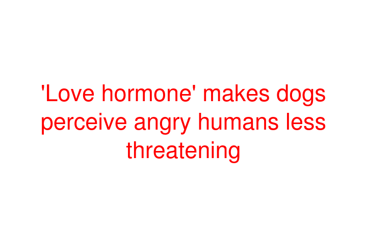 'Love hormone' makes dogs perceive angry humans less threatening