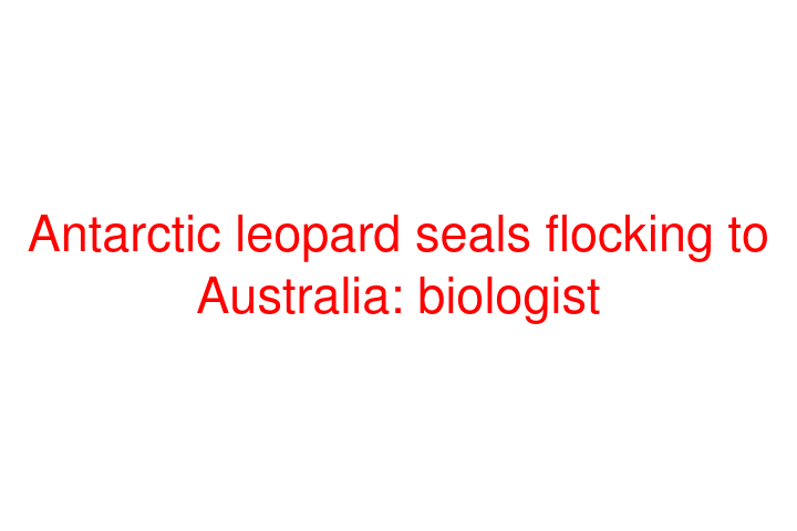 Antarctic leopard seals flocking to Australia: biologist