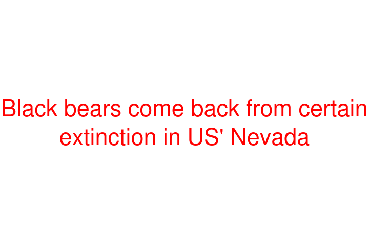 Black bears come back from certain extinction in US' Nevada