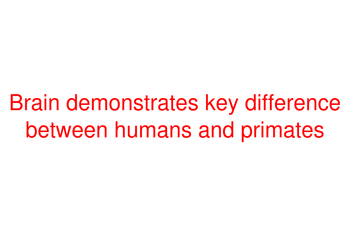 Brain demonstrates key difference between humans and primates