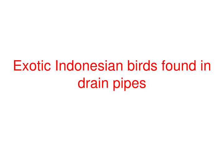 Exotic Indonesian birds found in drain pipes