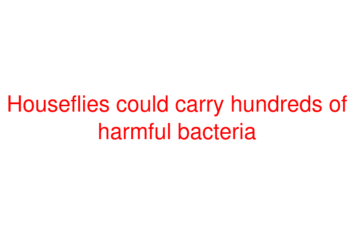 Houseflies could carry hundreds of harmful bacteria