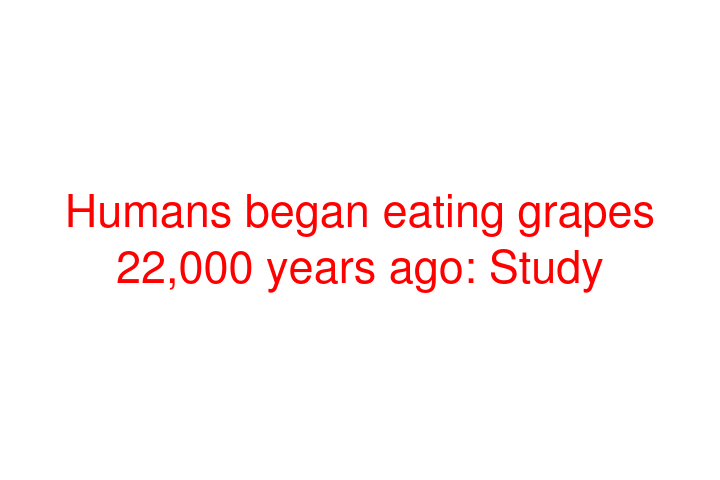 Humans began eating grapes 22,000 years ago: Study