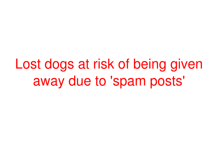 Lost dogs at risk of being given away due to 'spam posts'