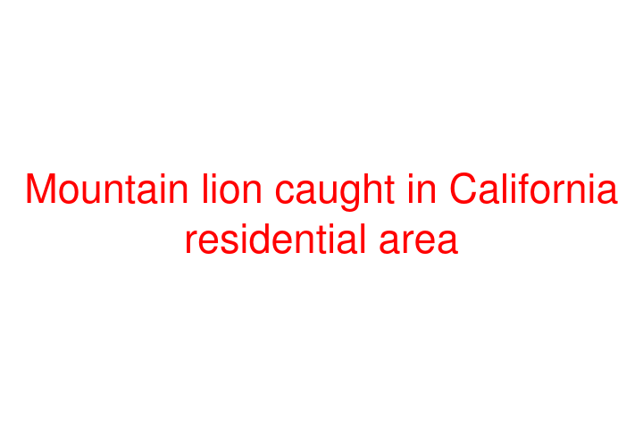 Mountain lion caught in California residential area