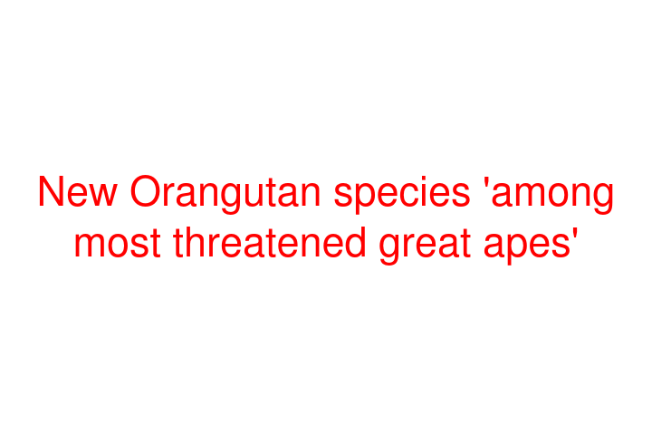 New Orangutan species 'among most threatened great apes'