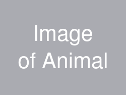 Image of Anumal