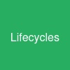 Lifecycles