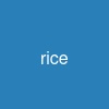 rice