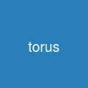 torus