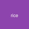 rice