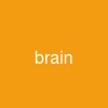 brain