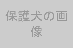 保護犬のイメージ画像