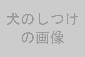 犬のしつけのイメージ画像