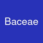 Baceae