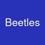 Beetles