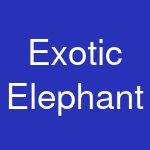 Exotic Elephant