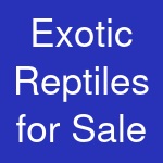 Exotic Reptiles for Sale