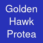 Golden Hawk Protea