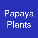 Papaya Plants