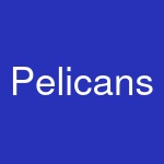 Pelicans & Parrots