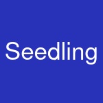 Seedling