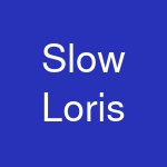 Slow Loris