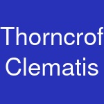 Thorncroft Clematis