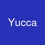 Yucca