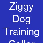 Ziggy Dog Training Collar