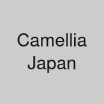Camellia Japan