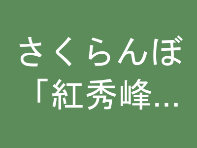 さくらんぼ「紅秀峰」800g