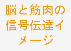 脳と筋肉の信号伝達イメージ
