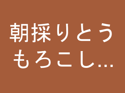朝採りとうもろこし「ゴールドラッシュ」12本