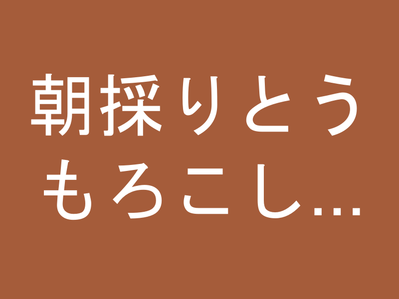 朝採りとうもろこし「ゴールドラッシュ」12本